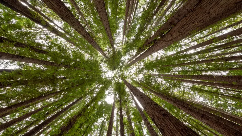 low-angle-shot-trees-redwood-forest